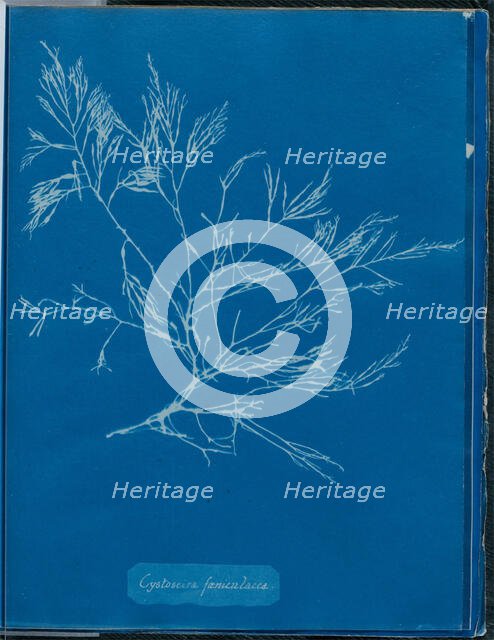 Cystoseira foeniculacea, 1843 or 1844. Creator: Anna Atkins.