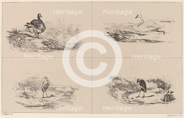 Oies, Cygnes, herons. Creator: Karl Bodmer.