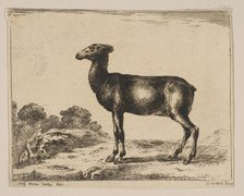 Plate 15: doe, from 'Various animals' (Diversi animali), after 1641. Creator: Unknown.