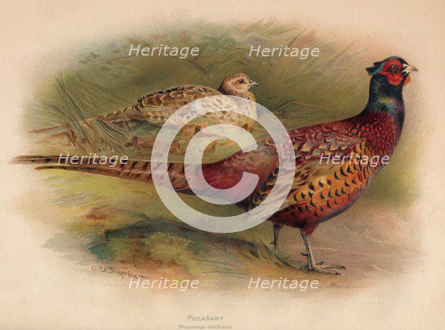 'Pheasant (Phasianus colchicus)', 1900, (1900). Artist: Charles Whymper.