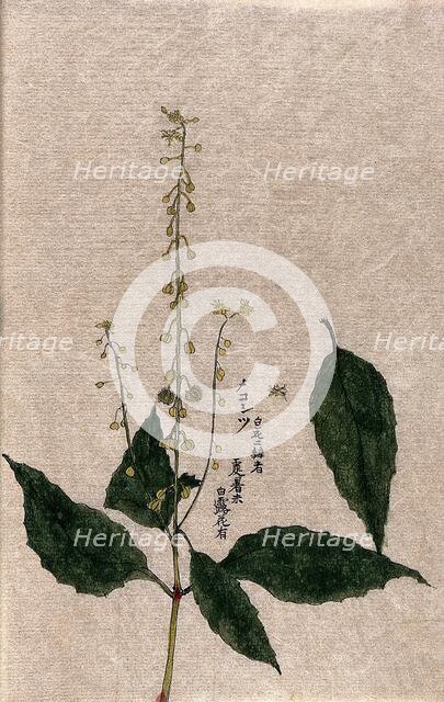 A plant, possibly of the Rubiaceae family: flowering and fruiting stem with separate leaf. Creator: Unknown.