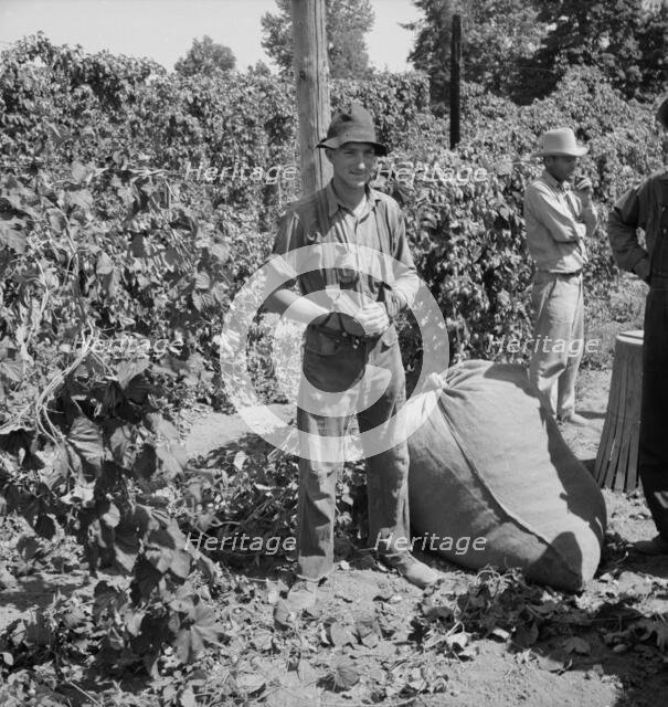 Young migrant worker brings his hops to weigh..., near Independence, Oregon, 1939. Creator: Dorothea Lange.