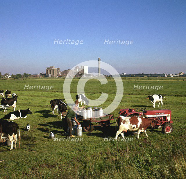 Cattle-milking in fields north-west of Amsterdam. Artist: Unknown