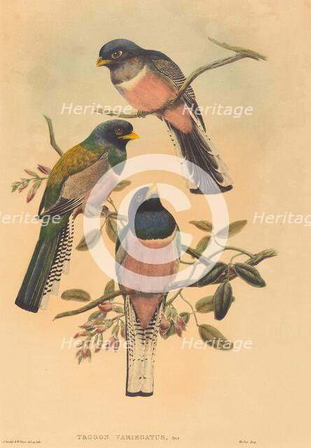 Trogan variegatus, probably 1836/1838. Creators: John Gould, William Matthew Hart.