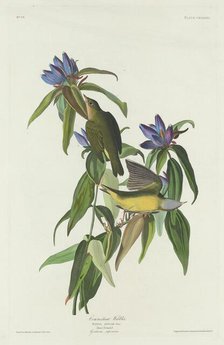 Connecticut Warbler, 1832. Creator: Robert Havell.