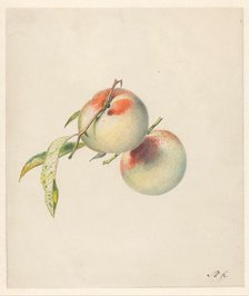 Two peaches on their stems, 1824-1900. Creator: Albertus Steenbergen.