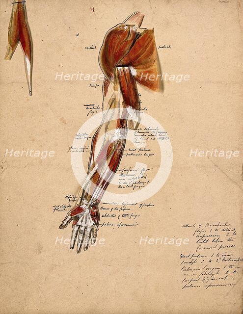 Muscles of the arm, shoulder and hand, front view, 1800-1899. Creator: Unknown.