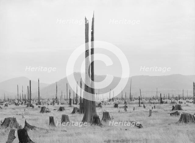 Shows character of land which new settlers are buying in the Priest River Valley, Idaho, 1939. Creator: Dorothea Lange.