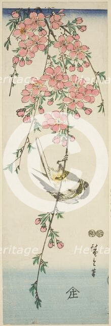 Great tit and cherry blossoms, c. 1847/52. Creator: Ando Hiroshige.