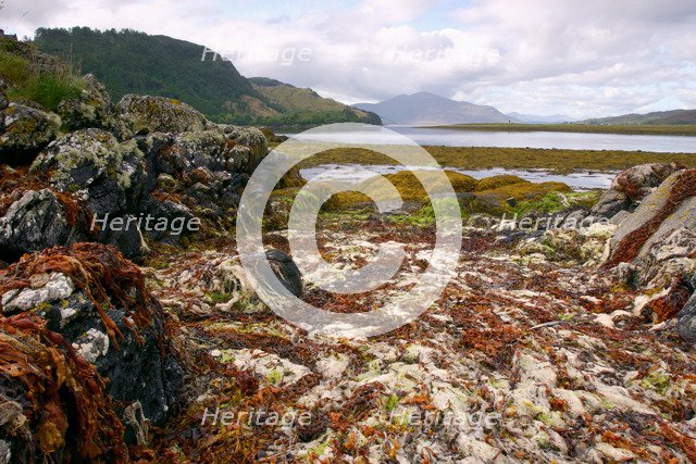 Seaweed near Eilean Donan Castle, Highland, Scotland.
