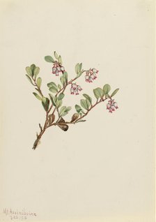 Bearberry (Arctostaphylos uva-ursi), 1916. Creator: Mary Vaux Walcott.