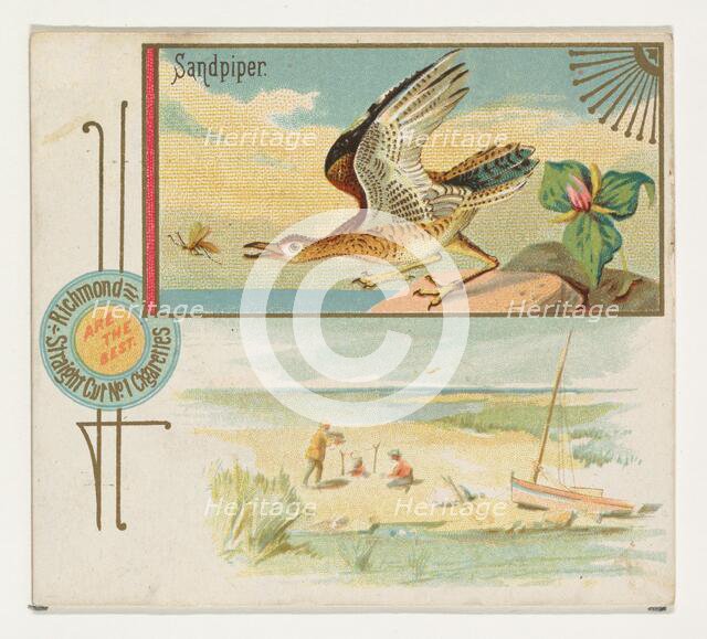 Sandpiper, from the Game Birds series (N40) for Allen & Ginter Cigarettes, 1888-90. Creator: Allen & Ginter.
