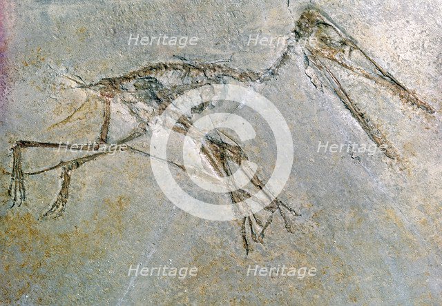 Fossil skeleton of a Pteradactyl. Artist: Unknown