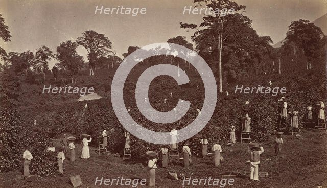 Coffee Harvesting, Las Nubes-Guatemala, 1875. Creator: Eadweard J Muybridge.