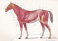 Superficial muscles, tendons, etc of a horse, c1907 (c1910). Artist: RE Holding.