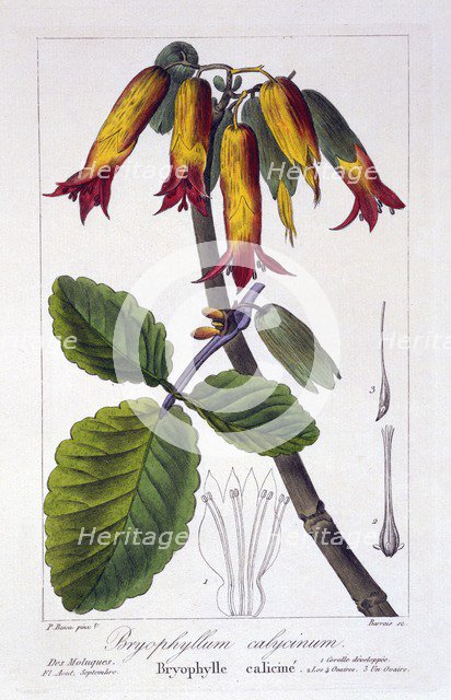 Bryophyllum calycinum, pub. 1836. Creator: Panacre Bessa (1772-1846).