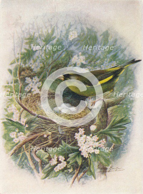 'Greenfinch - Liguri'nus chlo'ris', c1910, (1910). Artist: George James Rankin.