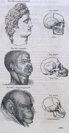 Three faces compared with skulls, 1854. Creator: Unknown.