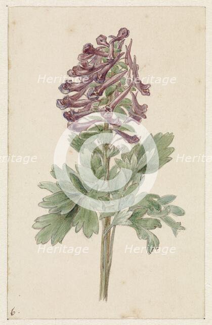 Flowering Corydalis Bulbosa, 1831-1900. Creator: Jan Jacob Goteling Vinnis.