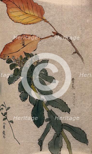 Autumn leaves of a beech tree (Fagus species) and two unidentified leafy stems. Creator: Unknown.