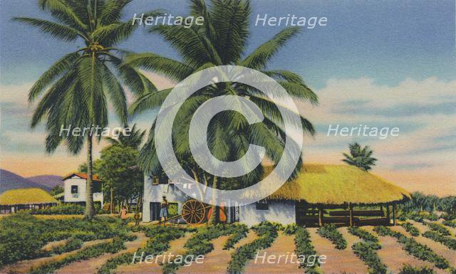 'East Indian Huts, Trinidad, B.W.I.', c1940s. Creator: Unknown.