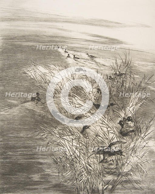 Roseaux et Sarcelles, 1882. Creator: Felix Bracquemond.