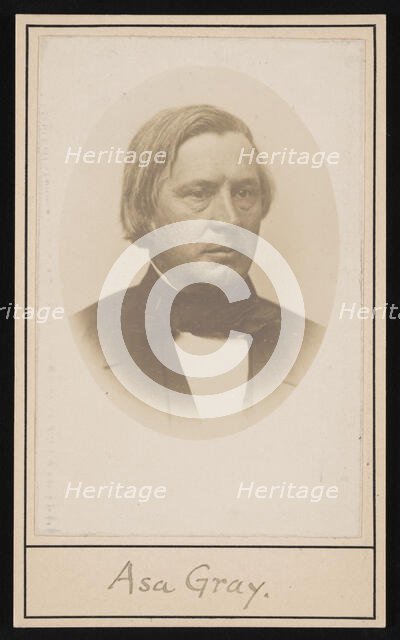 Portrait of Asa Gray (1810-1888), Before 1876. Creator: Unknown.