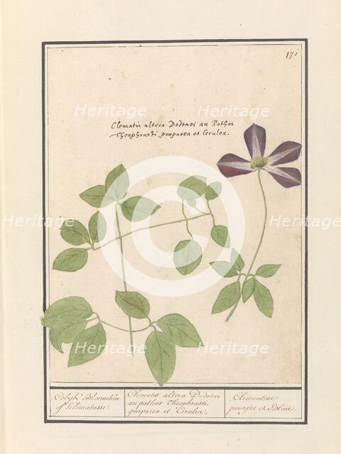 Clematis (Clematis), 1596-1610. Creators: Anselmus de Boodt, Elias Verhulst.