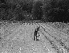 Hand irrigation on small rented subsistence farm, Grays Harbor County, Western Washington, 1939. Creator: Dorothea Lange.