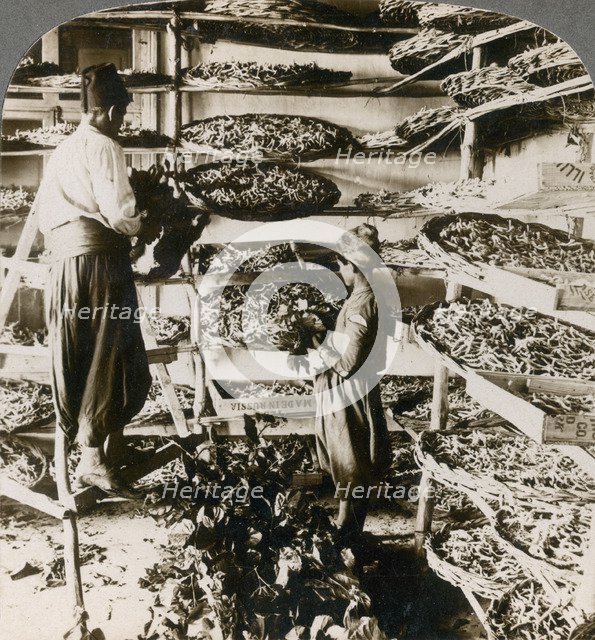 Feeding silk worms their breakfast of mulberry leaves, Lebanon mountains, Syria, 1900s.Artist: Underwood & Underwood