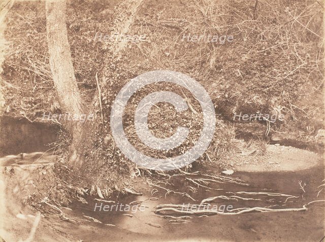 [Tree and Brush in Creek Scene], 1853-56. Creator: John Dillwyn Llewelyn.