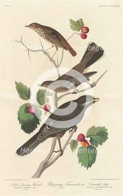 Little Tawny Thrush, 1838. Creator: Robert Havell.