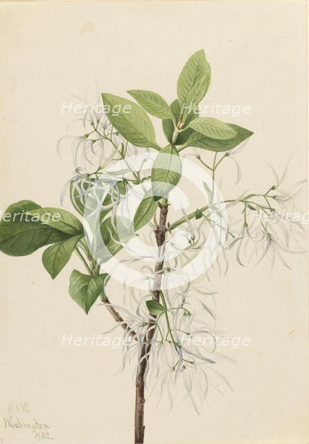 Fringe Tree (Chionanthus virginica), 1922. Creator: Mary Vaux Walcott.