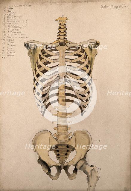 Bones of the trunk and pelvis: front view, 1880. Creator: Adele Mongredien.