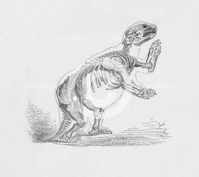 'Skeleton of the Mylodon Darwinii',  c1885, (1890). Artist: Robert Taylor Pritchett.