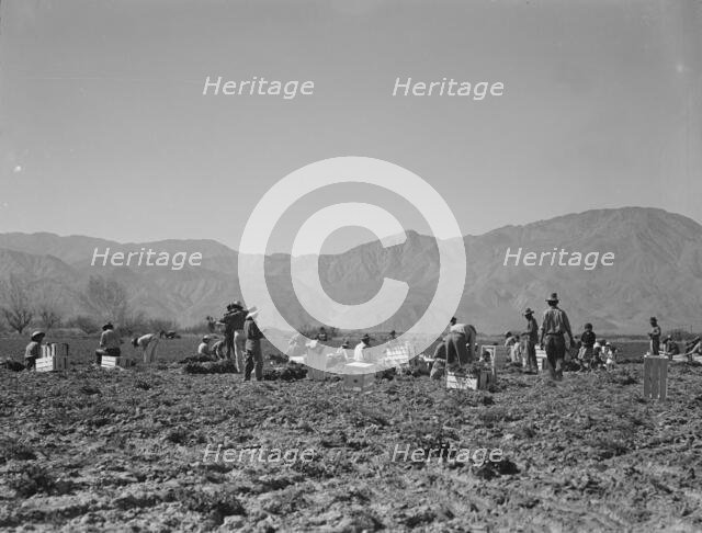 Carrot pullers from Texas, Oklahoma, Missouri, Arkansas and Mexico in Coachella Valley, CA, 1937. Creator: Dorothea Lange.