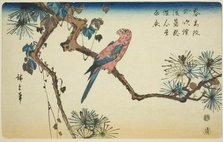 Macaw on pine branch, c. 1840/44. Creator: Ando Hiroshige.