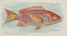 Red Snapper, from the Fish from American Waters series (N8) for Allen & Ginter Cigarettes ..., 1889. Creator: Allen & Ginter.