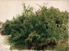 A stand of bushes, c1900s. Creator: Unknown.