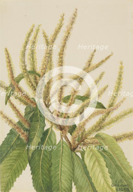 American Chestnut (Castanea dentata), 1932. Creator: Mary Vaux Walcott.