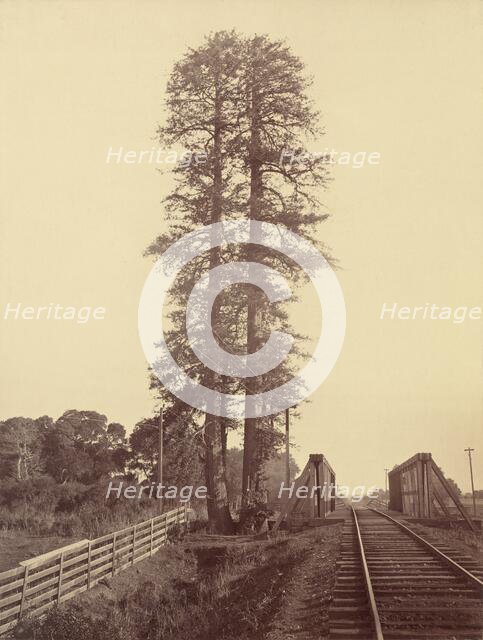 Twin Redwoods, Palo Alto, 1870. Creator: Carleton Emmons Watkins.