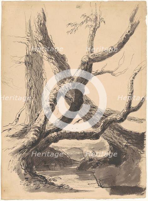 Tree Trunks, 1825-1840. Creator: Thomas Cole.
