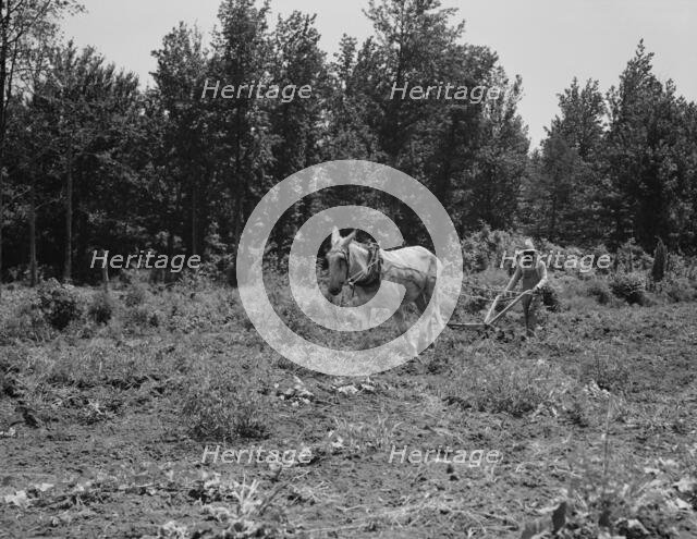 Working in the community garden, Hillhouse, Mississippi, 1937. Creator: Dorothea Lange.