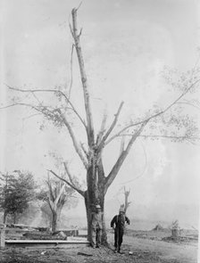 Tree stripped by Geneva, N.Y. cyclone, between c1910 and c1915. Creator: Bain News Service.