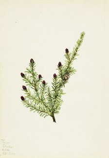 Western Hemlock (Tsuga heterophylla), 1924. Creator: Mary Vaux Walcott.