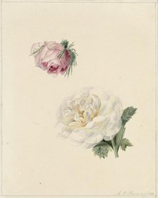 Studies of a pink and a white rose, 1841. Creator: Maria Louisa Praetorius.