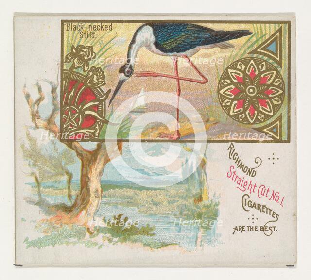Black-necked Stilt, from the Game Birds series (N40) for Allen & Ginter Cigarettes, 1888-90. Creator: Allen & Ginter.