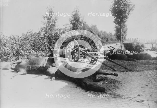 After the battle of Haelen, 1914. Creator: Bain News Service.