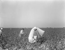 Pickers in cotton field, Southern San Joaquin Valley, California, 1936. Creator: Dorothea Lange.