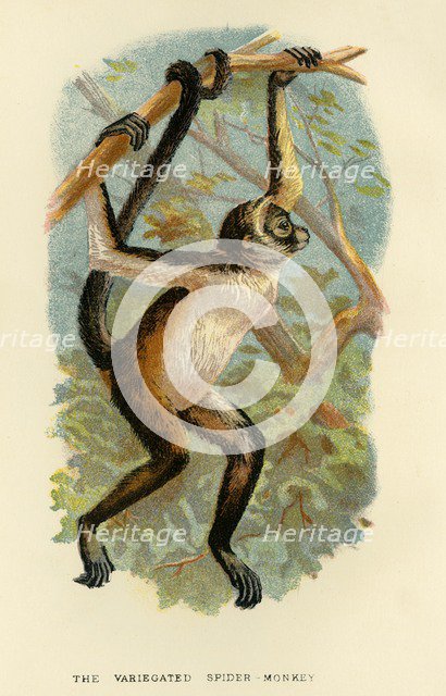 'The Variegated Spider-Monkey', 1896. Artist: Henry Ogg Forbes.